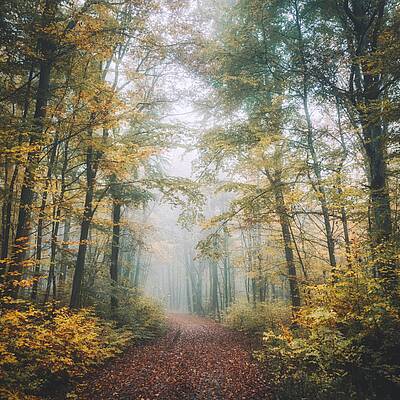Herbst im Wald 