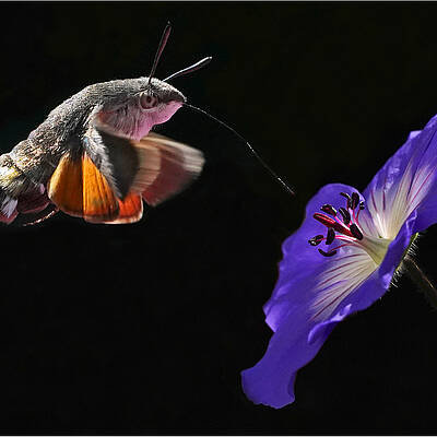 Taubenschwanz mit Blume