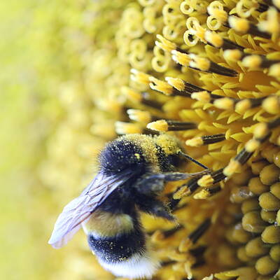 Pollen der Sonnenblume